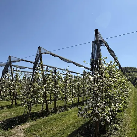 Sonnige Aussichten - Obstbau Koch By Interhome Appartamento