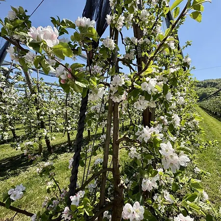 Sonnige Aussichten - Obstbau Koch By Interhome Bodman-Ludwigshafen